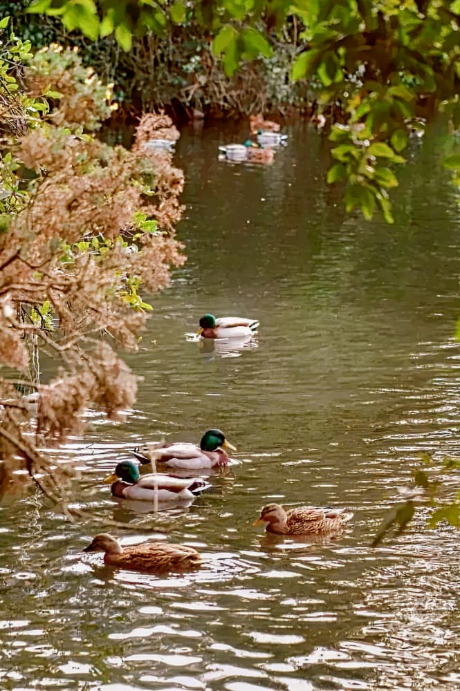 Crowne Plaza Dublin Airport, an IHG Hotel